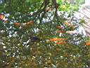 Thailandia 066.jpg